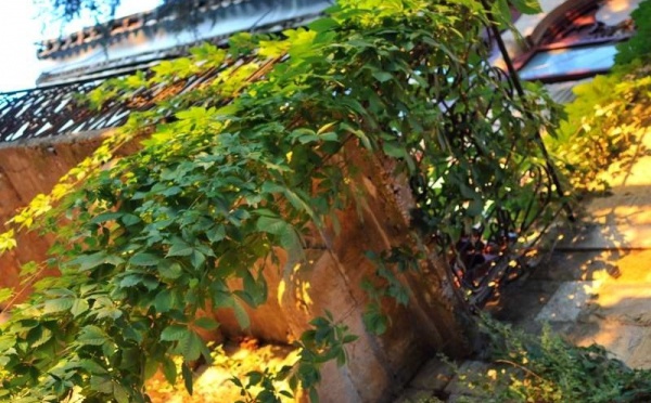 L’IMAGE DU JOUR – Plantes et lumière