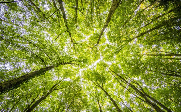 Inverser le cours de la déforestation pour préserver la biodiversité