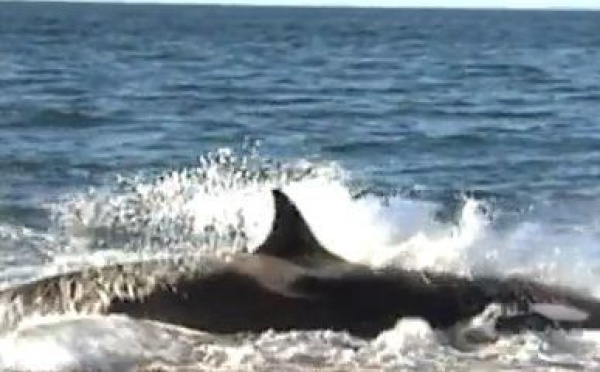 AUDIOGUIDE: Argentine - 2