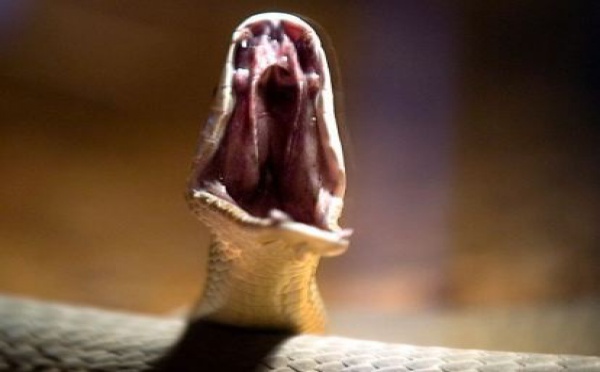 Découverte scientifique sur le traitement de la douleur