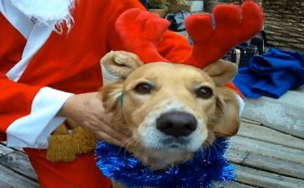 Bain de Noël à Monaco 2012