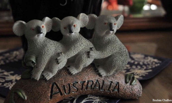 L’IMAGE DU JOUR – Décor de koala