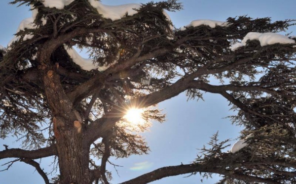 L’IMAGE DU JOUR – Le cèdre du Liban