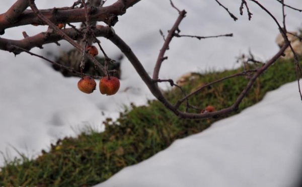 L’IMAGE DU JOUR – Les pommes du froid