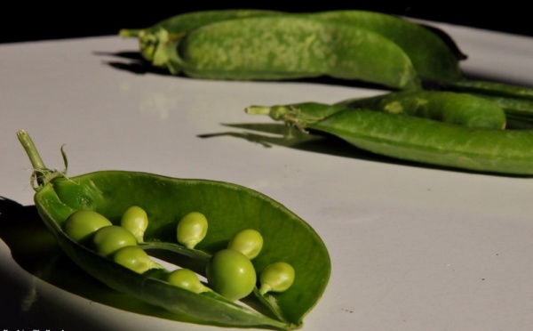 L’IMAGE DU JOUR – Pois 