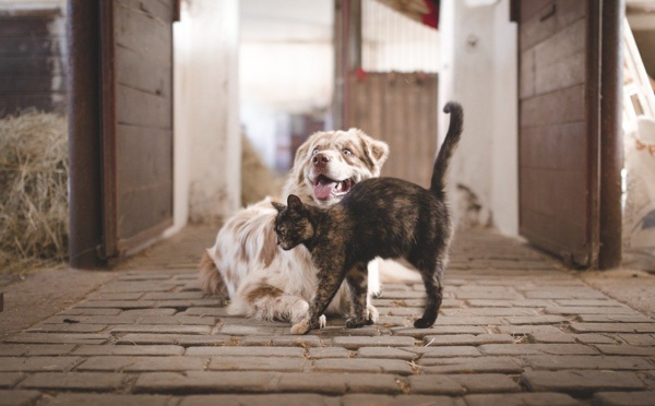 Animaux : L’Assemblée souhaite en finir avec la vente de chiens et de chats en animalerie