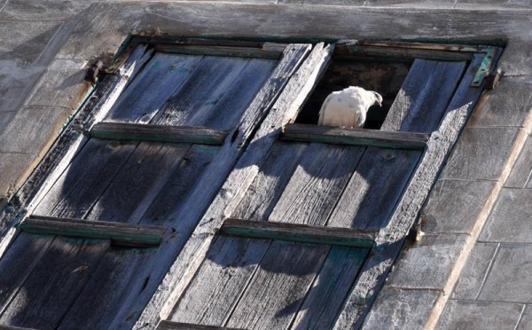 L’IMAGE DU JOUR – Pigeon à la fenêtre