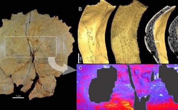Un caractère unique des Néandertaliens caché dans leur crâne
