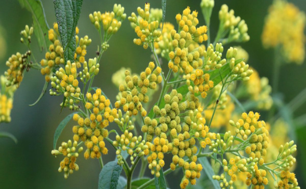 Covid-19 en Guadeloupe : une plante médicinale pour guérir le virus ?