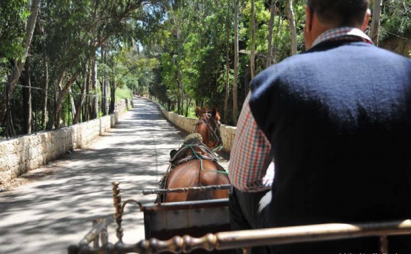 L’IMAGE DU JOUR – Sur la charrette à cheval