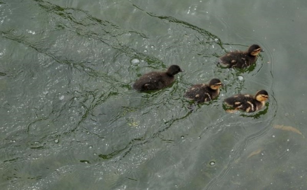 L’IMAGE DU JOUR – Canetons