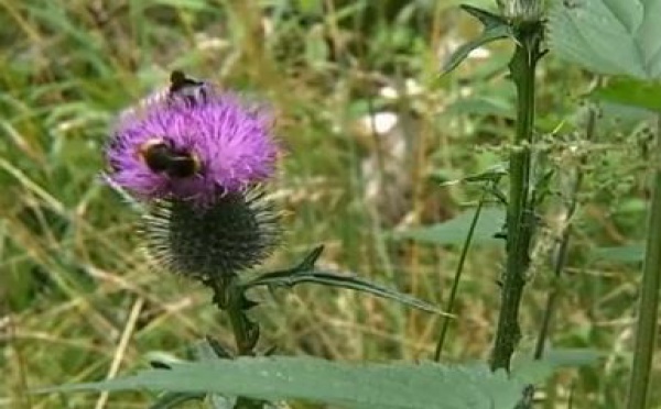 La sélection d'Eva: Les 4 saisons en 25 minutes