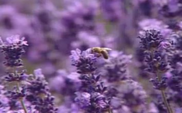 AUDIOGUIDE: La Drôme - 6