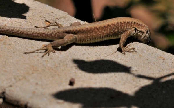 L’IMAGE DU JOUR – Mini dino