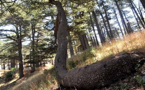 L’IMAGE DU JOUR – Dans la forêt des cèdres