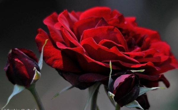 L’IMAGE DU JOUR – Roses sauvages