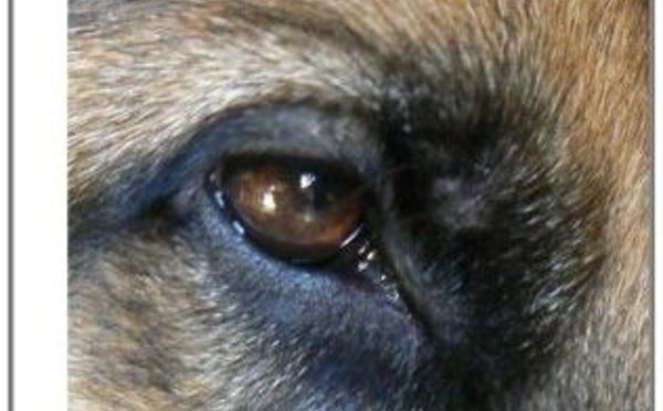 LIVRES - Bête à mourir de Yolande Nahas