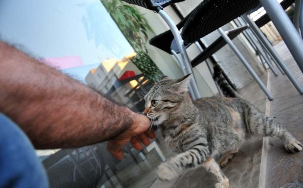 L’IMAGE DU JOUR – Le chat et son maître