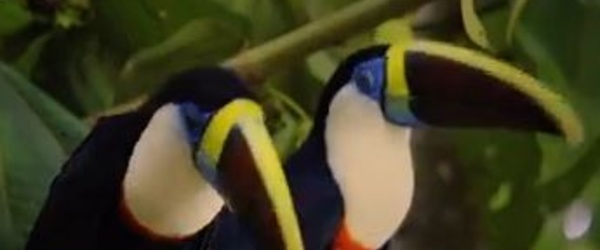 Faites votre cinéma!