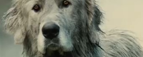 Faites votre cinéma!