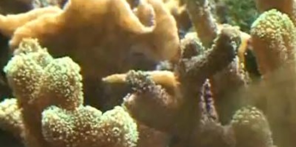 Les bienfaits du corail