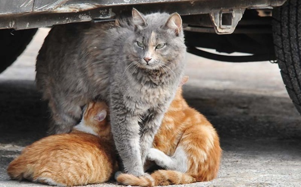 L’IMAGE DU JOUR – Maman chatte allaite et protège