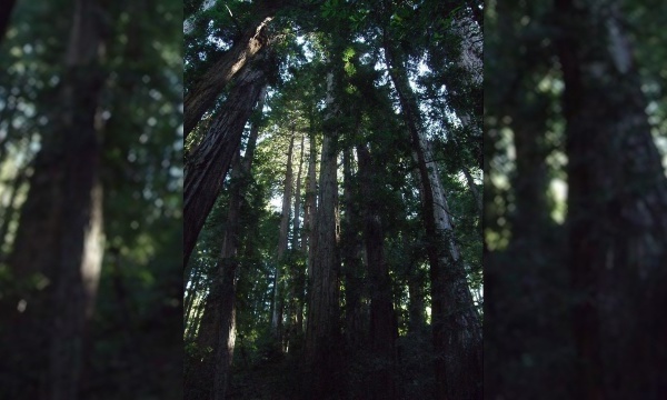 IMAGE DU JOUR - La forêt de Muir Woods en Californie 
