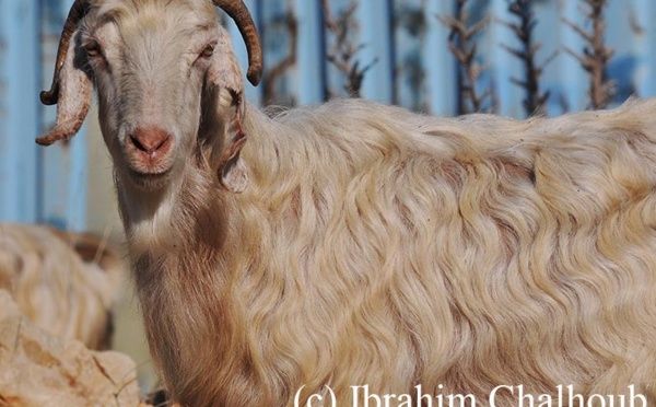 L’IMAGE DU JOUR – Bouc coquet