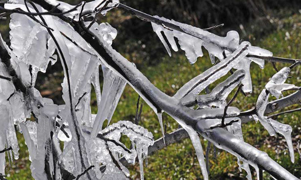 IMAGE DU JOUR – Branches gelées