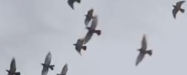 Faites votre cinéma!