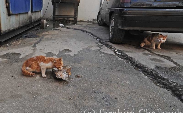 IMAGE DU JOUR – Les chats ont faim