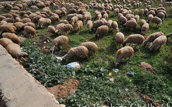 IMAGE DU JOUR – Moutons