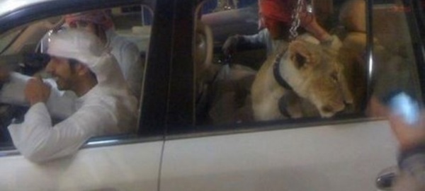 Des animaux sauvages dans les rues de Dubaï