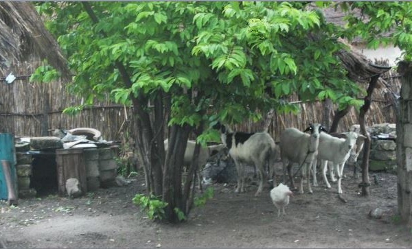 IMAGE DU JOUR: Les aventures de Léon Camay - 30