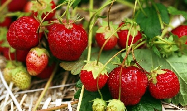 IMAGE DU JOUR: Fraise, saveur de printemps