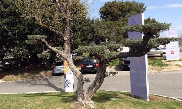 IMAGE DU JOUR: Un autre regard sur l'olivier