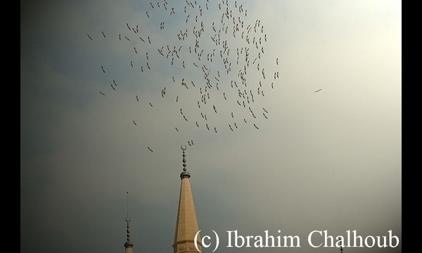 IMAGE DU JOUR – Oiseaux migrateurs