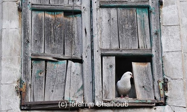 IMAGE DU JOUR – Le pigeon et la fenêtre