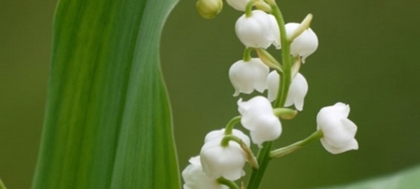 13 clochettes pour porter bonheur