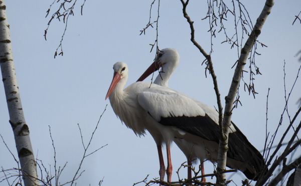 Le lac de Neusiedl menacé d’assèchement