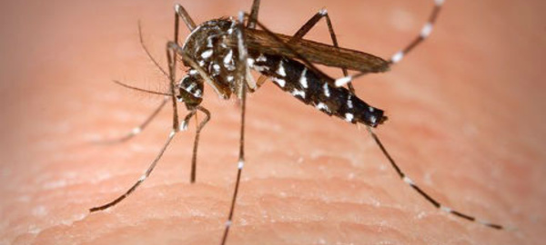 L'ennemi public n°1, c'est le moustique!