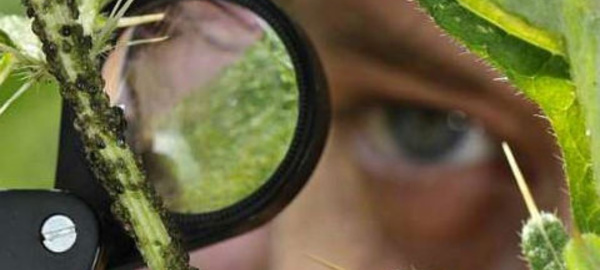 Découvrir insectes et papillons