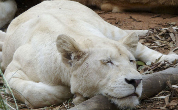 IMAGE DU JOUR: Lionne blanche