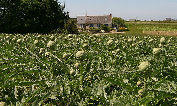 IMAGE DU JOUR: Artichaut