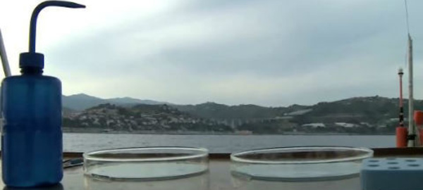 Tara traque les micro-plastiques