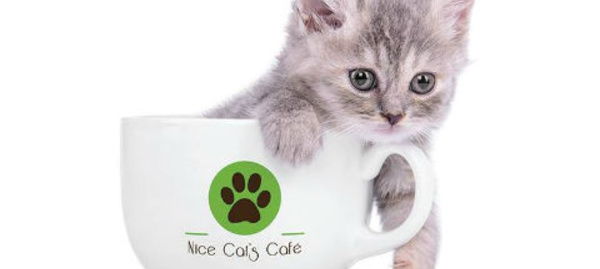 Des chats qui vous reçoivent chez eux