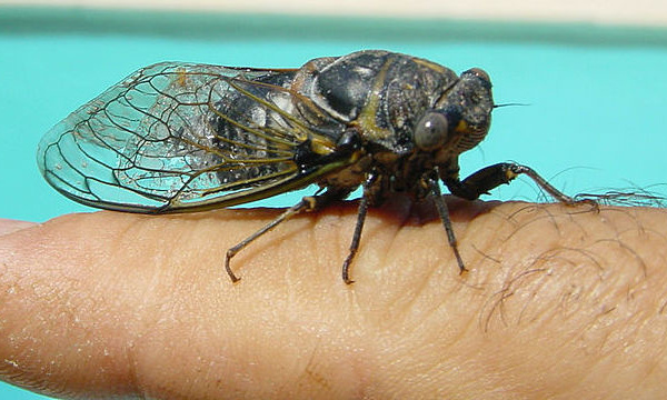 IMAGE DU JOUR: Cigale