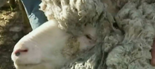 La vidéo du jour: Un mouton errant retrouvé avec une toise de laine record 