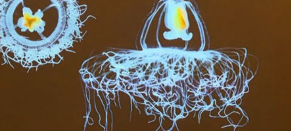 Méduses, à la conquête des océans