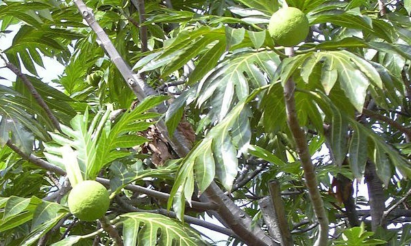 IMAGE DU JOUR: Les aventures de Léon Camay - 53